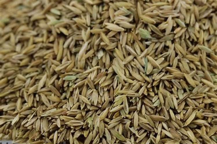 早熟禾发芽后什么时间施肥