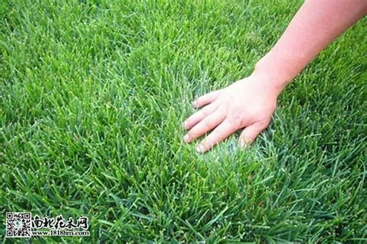 早熟禾草发芽多久可以施肥