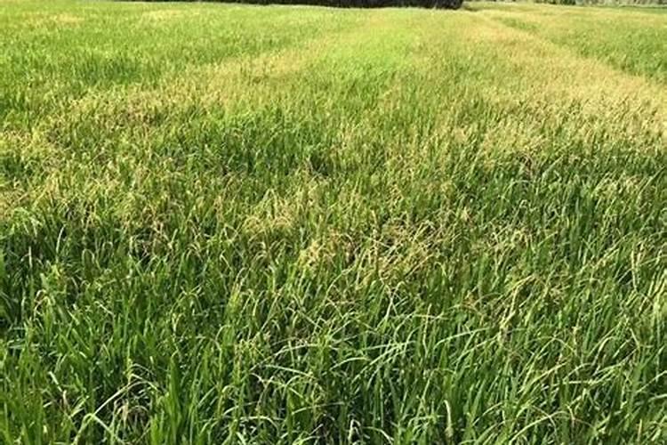 水稻打了草药几天可以用肥料啊