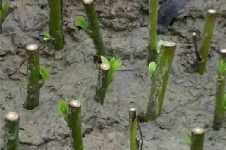 植物生根有专用叶面肥吗？生根剂可以直接浇灌吗？