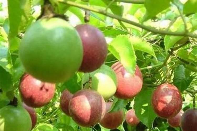 百香果浇什么肥料合适