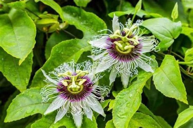 百香果施什么肥最好