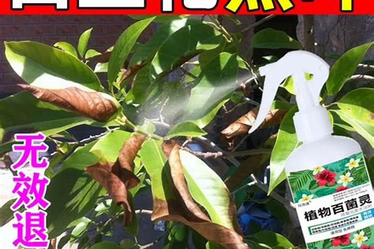 晚秋黄梨开花前施什么肥料,打什么药？