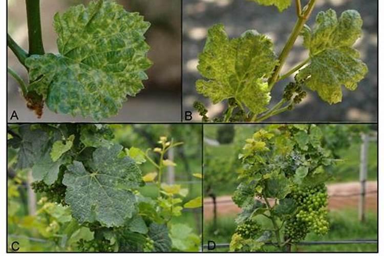 阳光玫瑰突然之间发焦怎么回事？