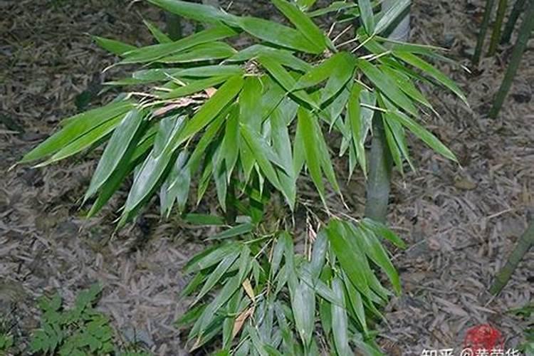 竹子掉的叶子可以做肥料吗