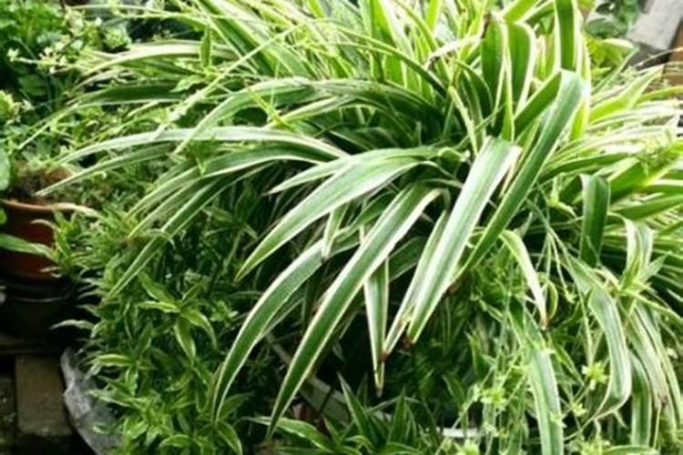 我们家竹园地上有很一层干竹叶,常年被雨水浸润腐烂,请问有什么用吗？