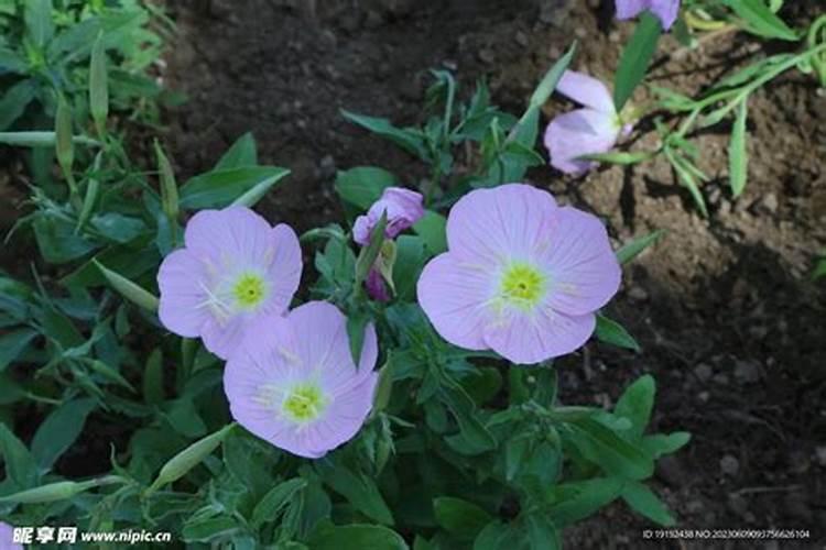 月见草苗受药害怎么办