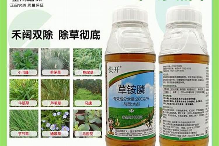 美丽月见草的播种量