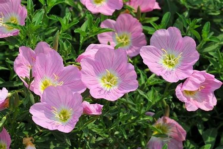 月见草什么时候播种最好