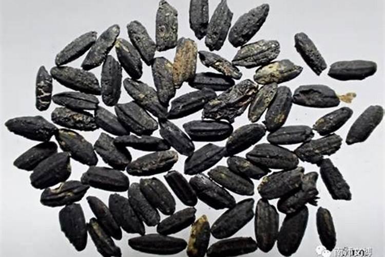 有机肥使用效果总不好？主要是你不懂这些“道”!