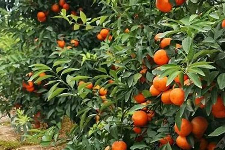 果树增甜叶面肥有哪些品牌,沃柑保花保果防裂,什么时间施肥好？