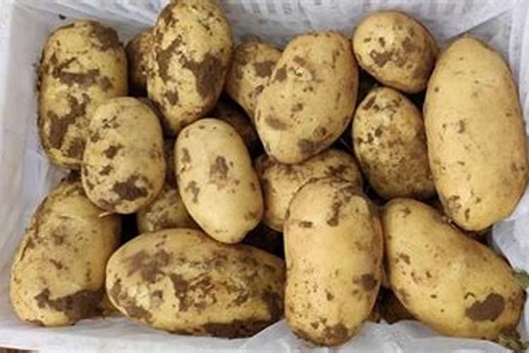 马铃薯怎么施肥