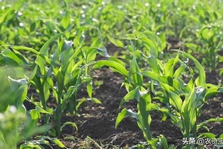 玉米幼苗能打芸苔素吗
