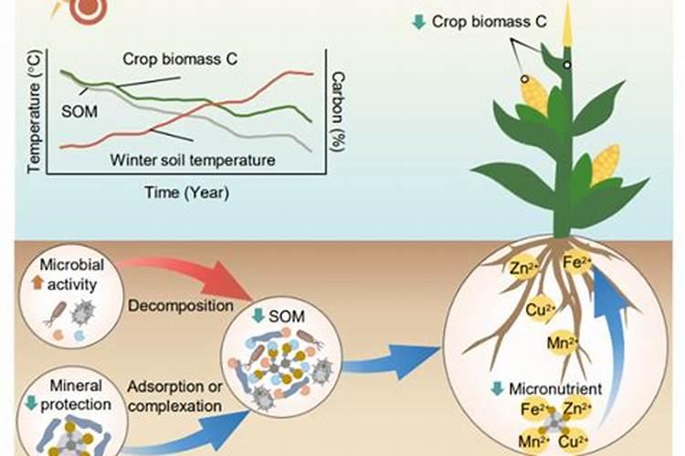 水稻可撒磷肥吗