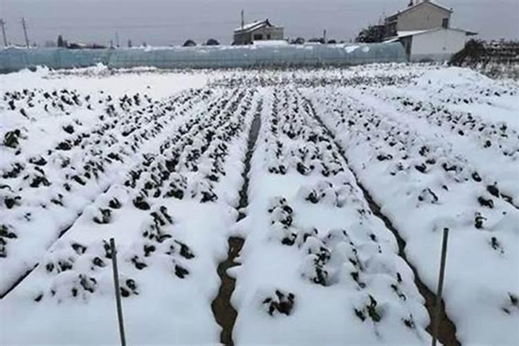 天脊硝酸磷肥可以撒吗