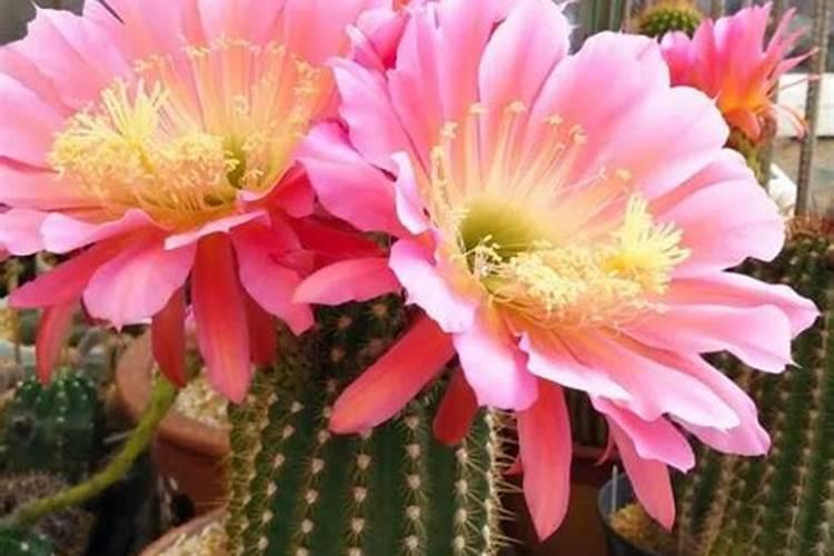 种植金银花还有钱途吗？