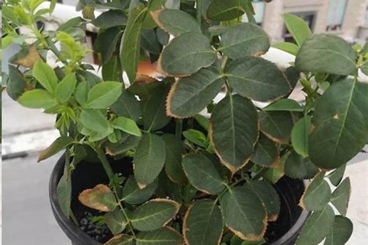 月季蓟马的危害与防治