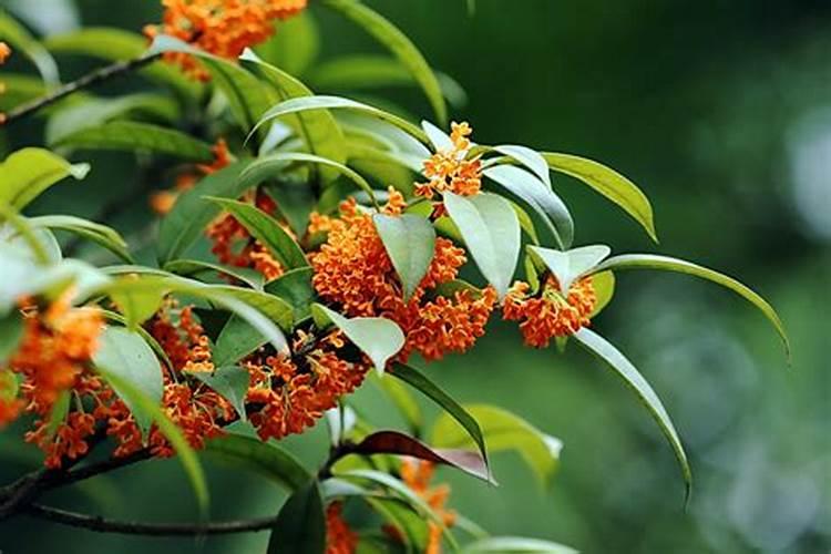 桂花树喜肥吗 喜欢施什么肥料