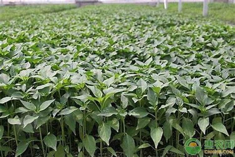 农村自家地块种植的辣椒,需要注意什么？