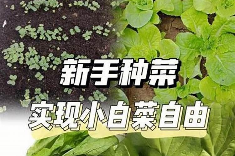 大白菜生长期巧施肥 不同时期施肥方法