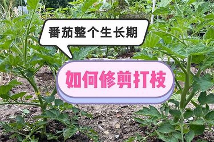 种植西红柿用什么肥料最好