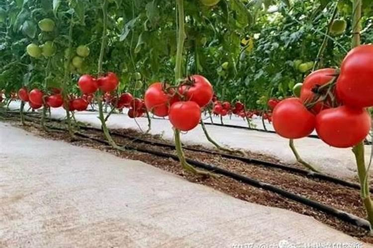 西红柿用什么肥料好