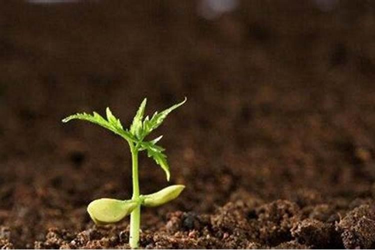 鱼屎可以做肥料吗