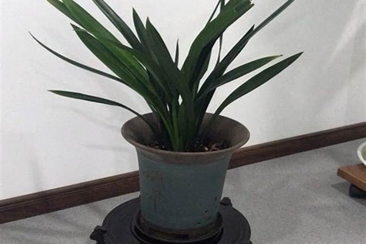 墨兰开花时候怎么养护