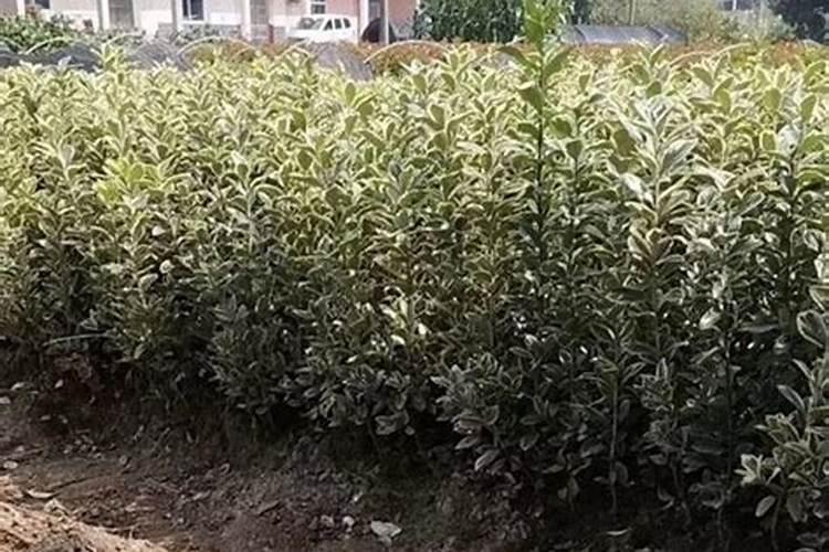 黄杨施什么肥长得快