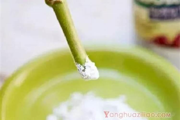 用蔬果做生根肥料的方法