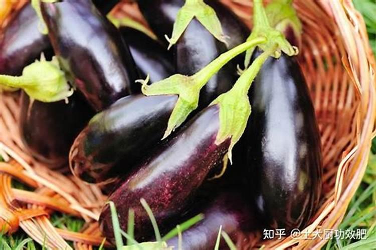 竹芋施什么肥最好