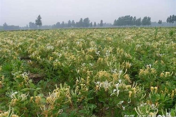 金银花施什么肥