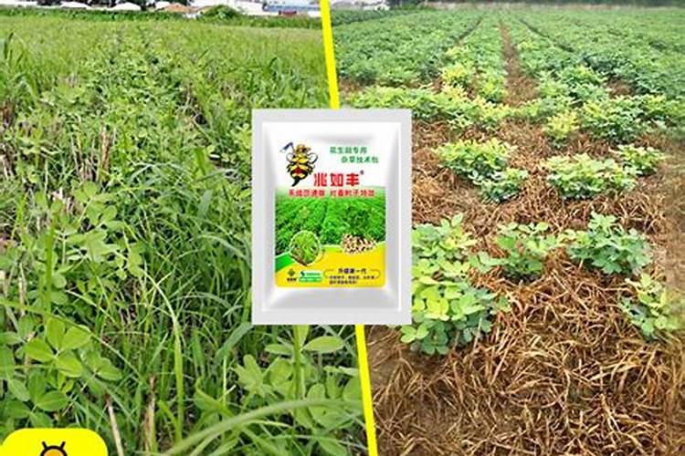 花生生长期都用什么叶面肥好