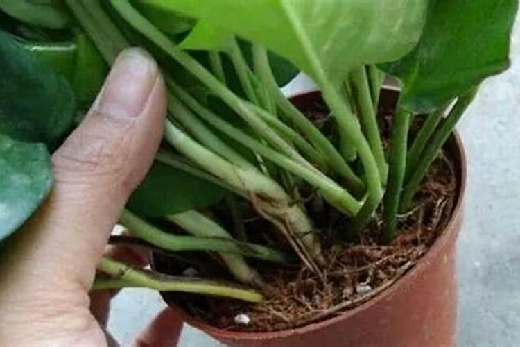 花木养护过程中的救治方法