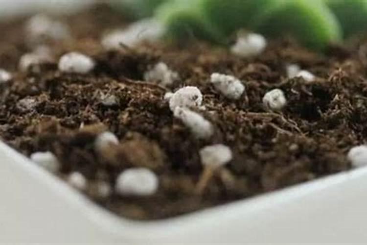 油菜花期施肥管理办法