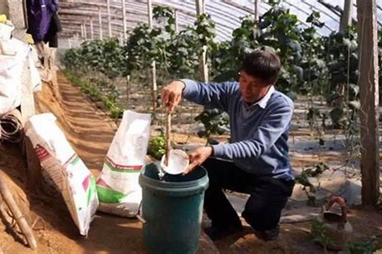 甘蔗施什么肥易长高长粗