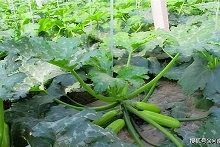 西葫芦的需肥特点和施肥原则是什么