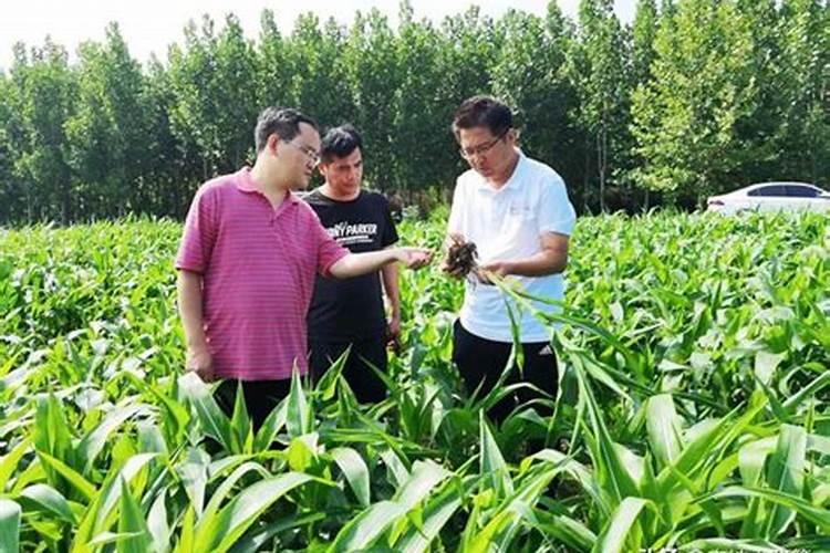 糯米香草有毒吗