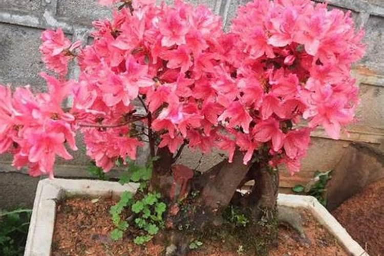 映山红用什么肥料最好