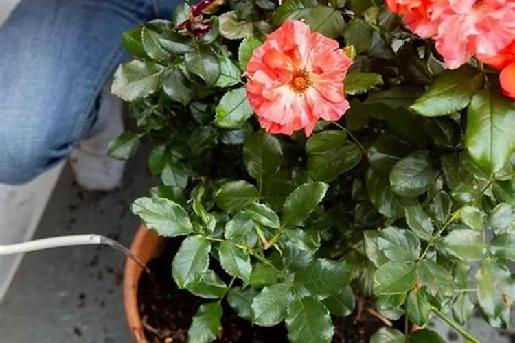 月季施肥和打药要错开时间吗