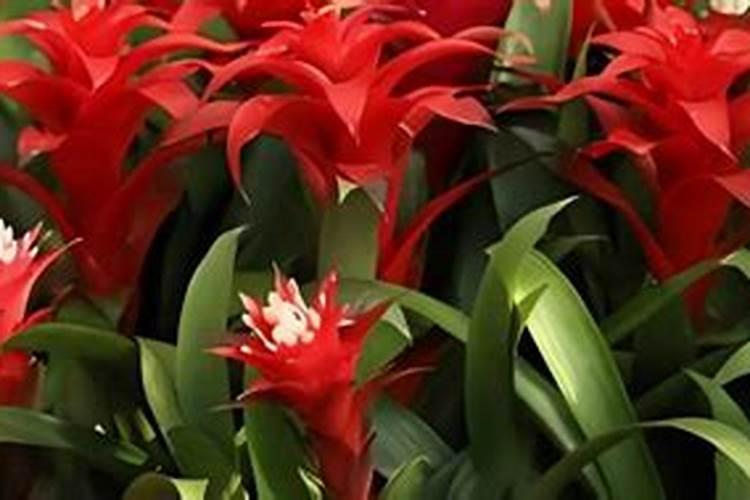 鸿运当头怎么施肥