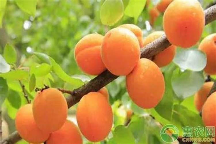 苹果,葡萄,南瓜果实都属于什么果？