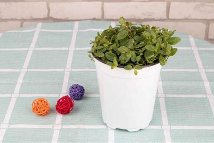 薄荷施什么肥最好