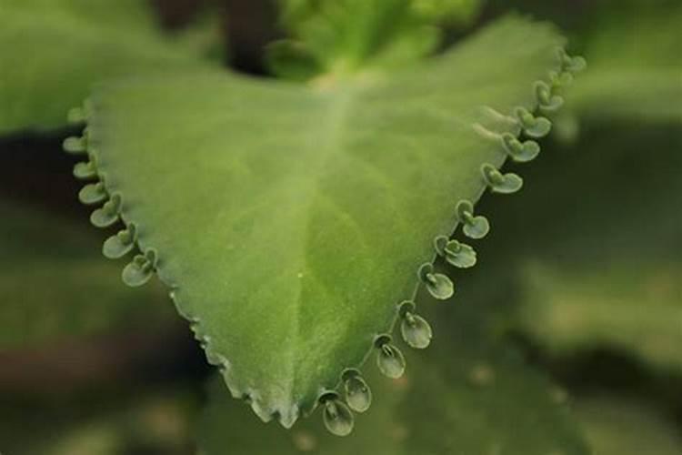 新买的落地生根怎么养