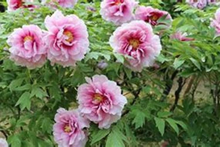 牡丹浇什么肥料合适