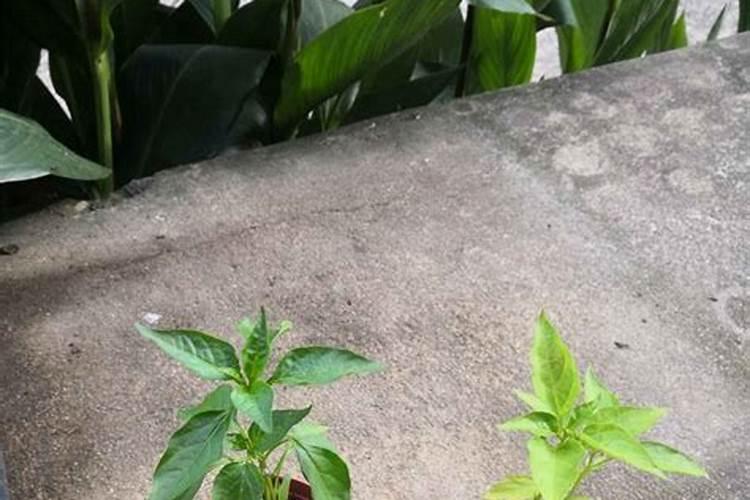 模拟人生3施肥与不施肥有什么区别