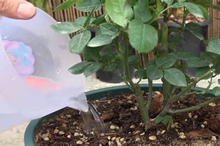 月季花可以用磷酸二氢钾肥吗(月季适合施什么肥料长得好)