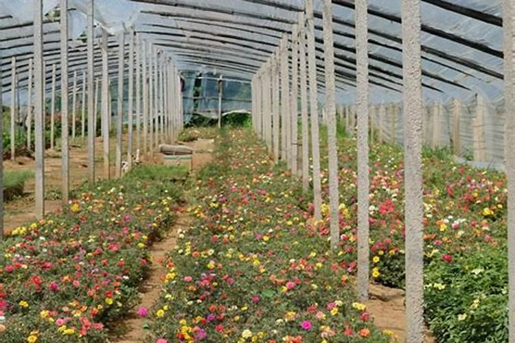 用什么肥好 太阳花施肥方法