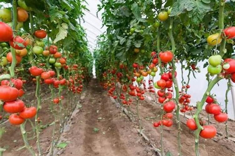 辣椒及西红柿的全程施肥方案!