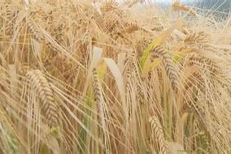 种的大麦什么时候打控旺